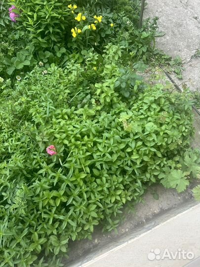 Разный вид мяты