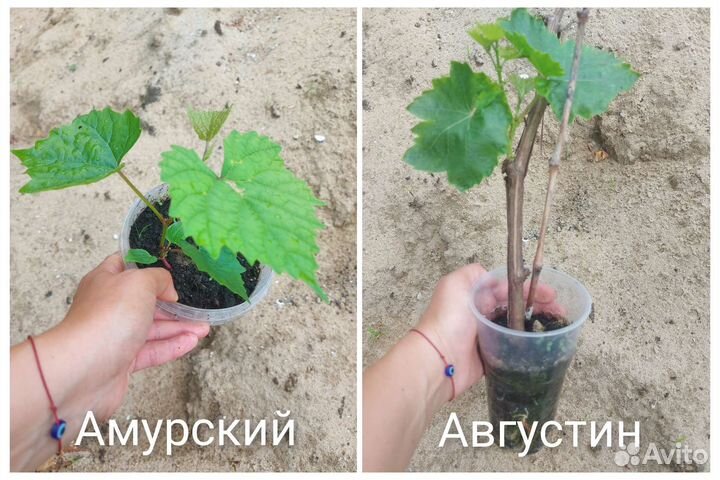 Виноград. Саженцы. Черенки. Плодовые, винный сорта