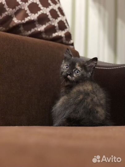 Игривый котенок в добрые руки