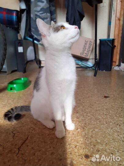 Кошечка в добрые руки