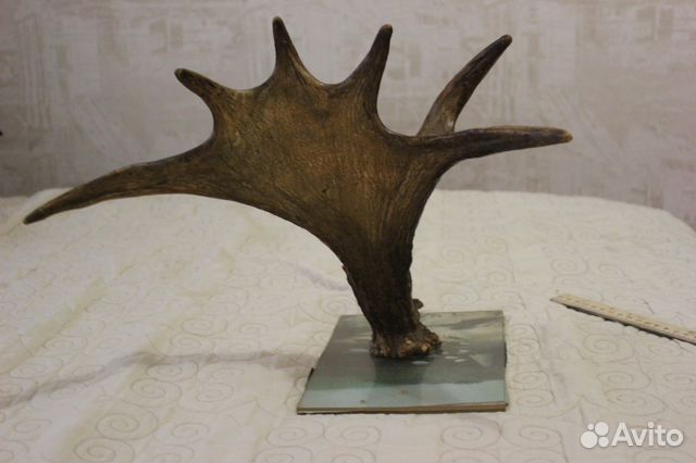 Скупка рога лося. Старые рога лося. Большие рога лося. Рога лося. Лось с крупными рогами.