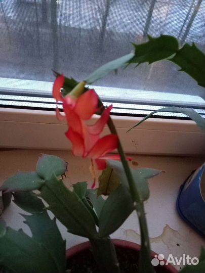 Декабрист-укоренённые отростки