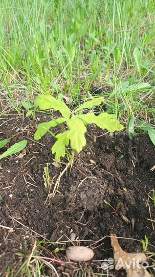 Сажанец дуба