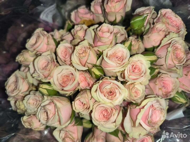 Кустовые розы