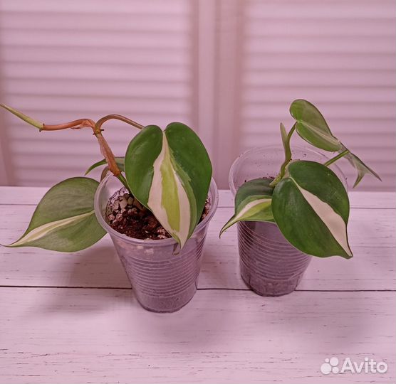 Филодендрон Бразил триколор