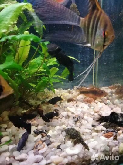 Скалярии взрослая чёрная