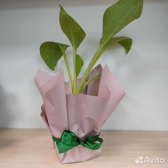 Хоста афтеглоу