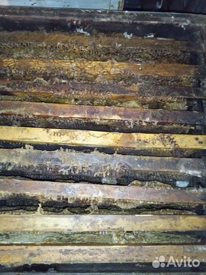 Пчелиные улья