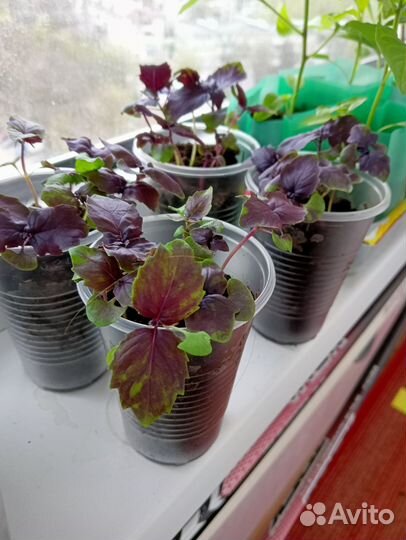 Рассада базилика стаканчик