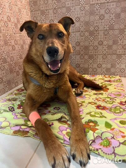 Очень ищем передержку собаке