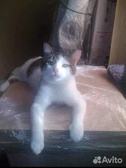 Кошка в добрые руки бесплатно