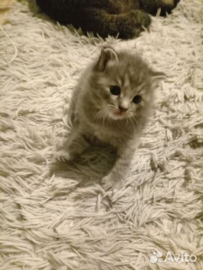 Кошки вислоухие