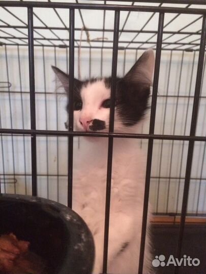 Пушистое мягкое облачко в поисках дома