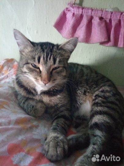 Кот и кошечка по 2 года