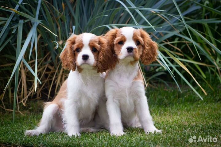 Кавалер кинг чарльз спаниель