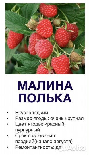 Саженцы малины и ежевики бесшипной