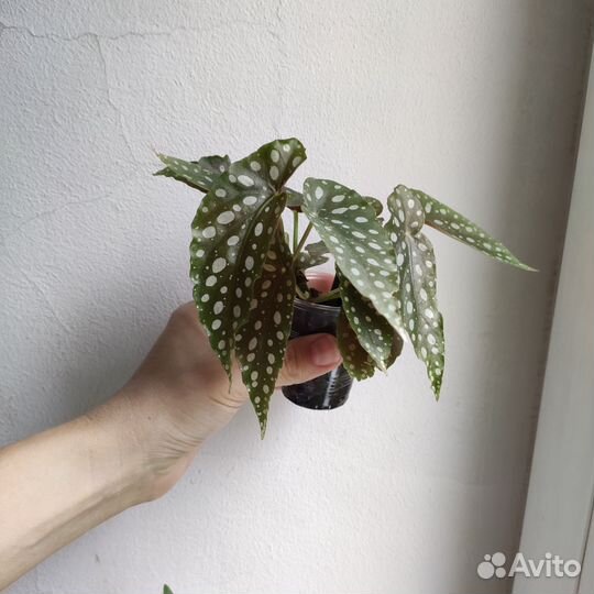 Комнатные растения