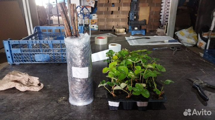 Рассада клубники