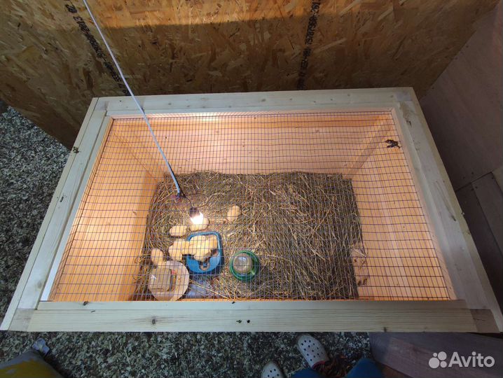 Клетка для цыплят