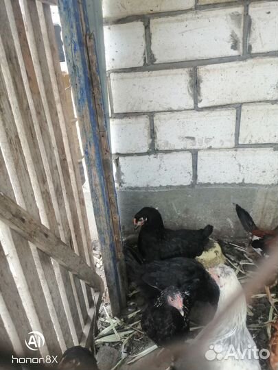 Молодые куры мясо яичных пород