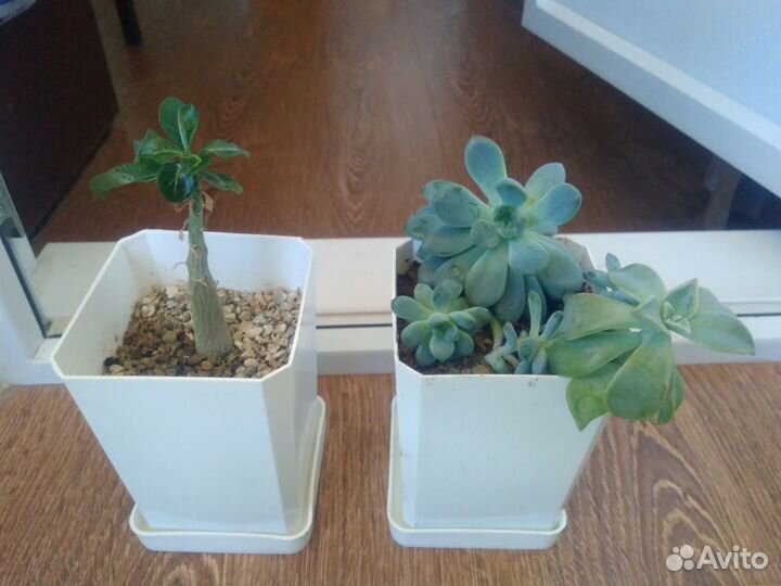 Комнатные цветы с фото