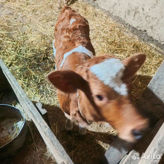 Коровы и телята