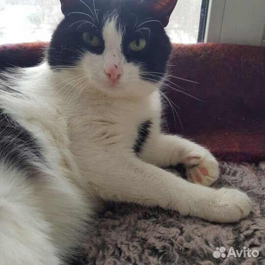 Коты в добрые руки.Рыбинск