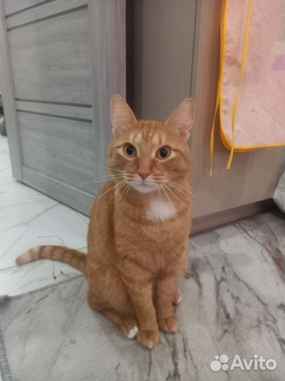Отдам кота в добрые руки