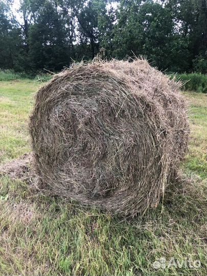 Сено луговое