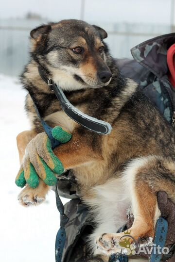 Прелестная Лисичка ищет дом