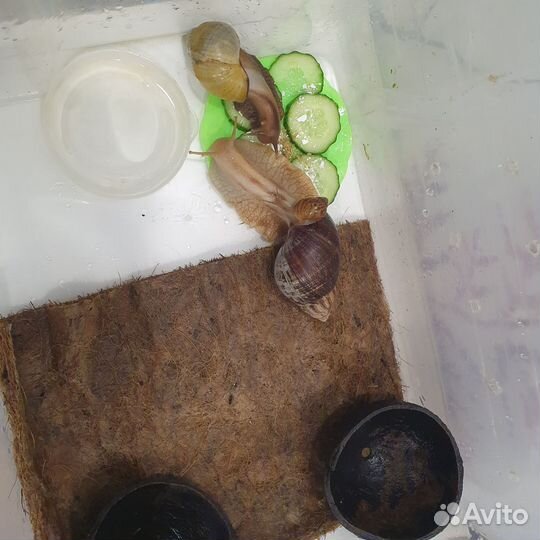 Улитки ахатины