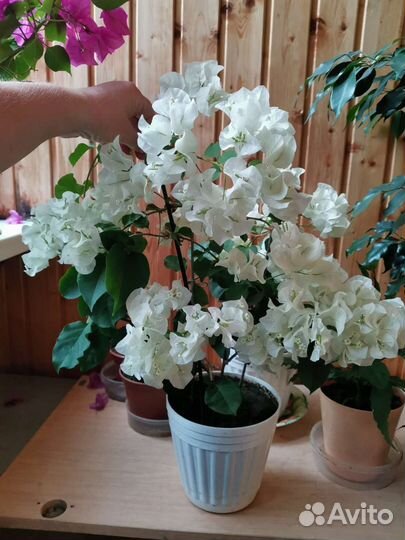 Бугенвиллия цветущая с горшком