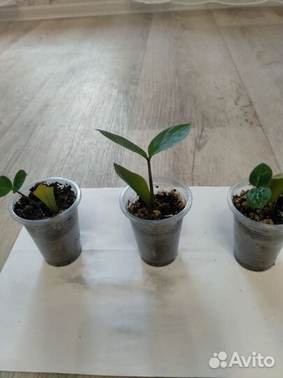 Замиокулькас