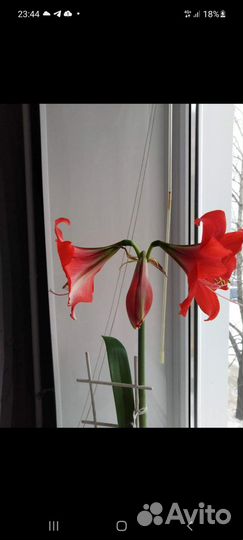 Кливия