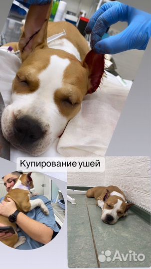 Ветеринарный врач на дом круглосуточно