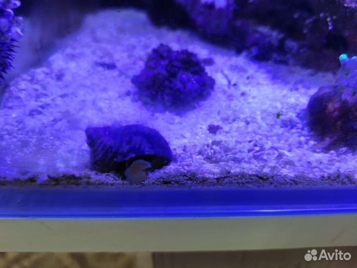 Рыбка клоун, Морской ёж фиолетовый