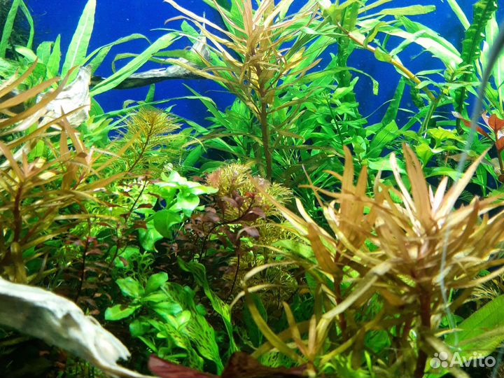 Аквариумные растения