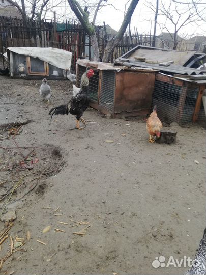 Бойцовые петух