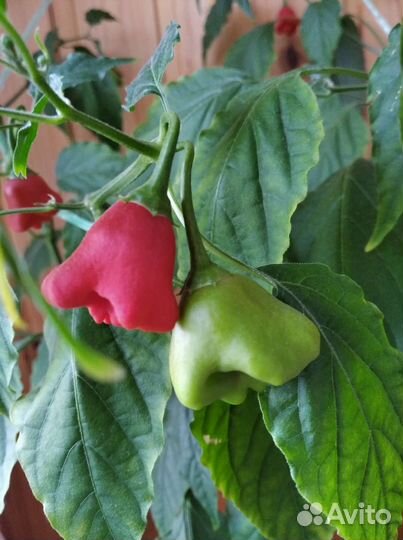 Перчик острый