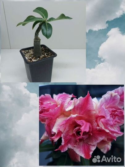 Адениумы привитые
