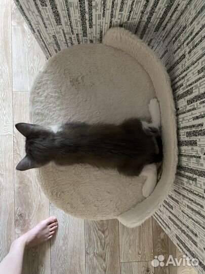 Котята в добрые руки бесплатно