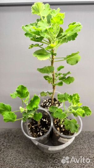 Пеларгония душистая Кока-Кола