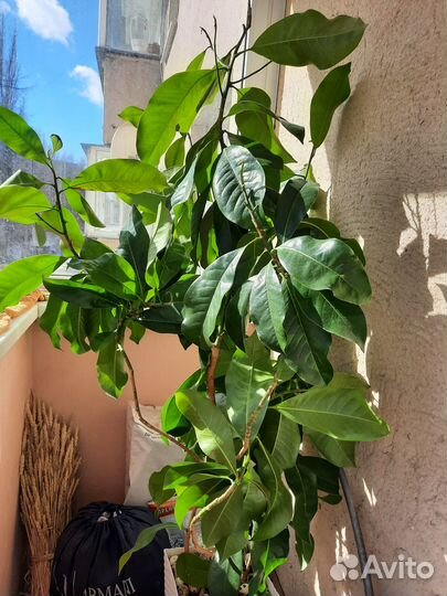 Продам флорентийскую магнолию для зимнего сада