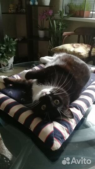 Кошка