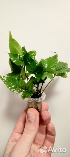 Анубиас Минима глабра Коготь дракона, thick leaf