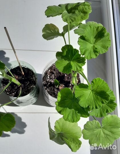 Герань, диффенбахия