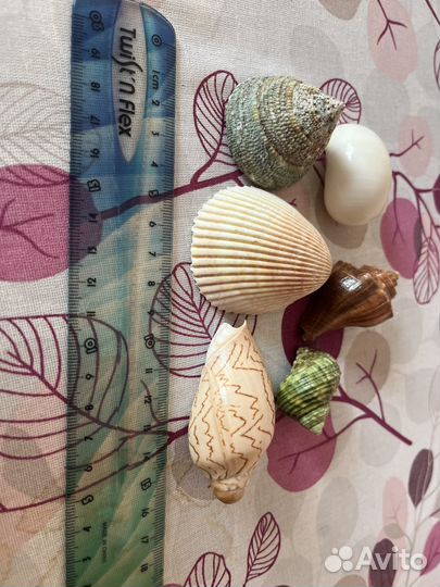 Морские ракушки раковины 6 шт