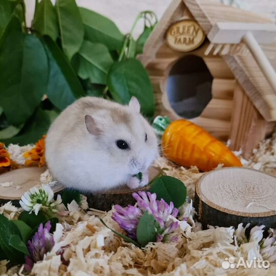 Консультация по содержанию джунгарских хомяков