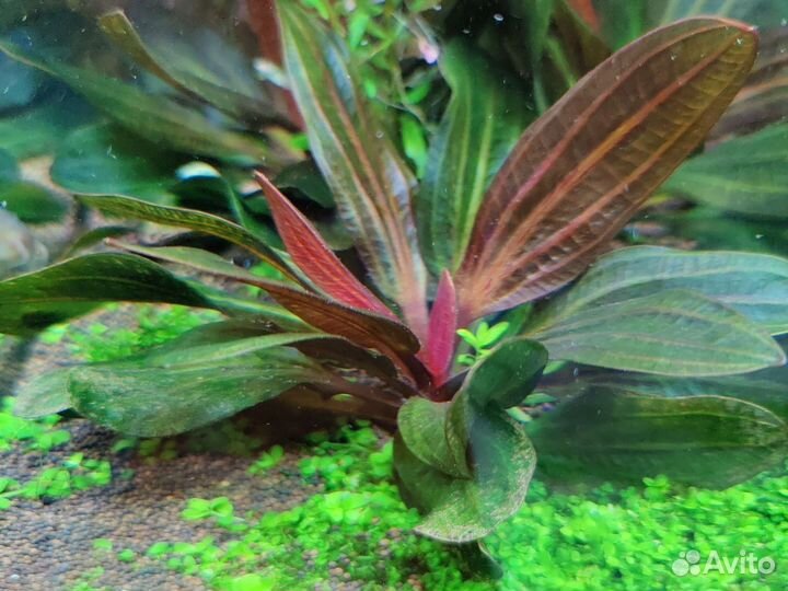 Аквариумные растения