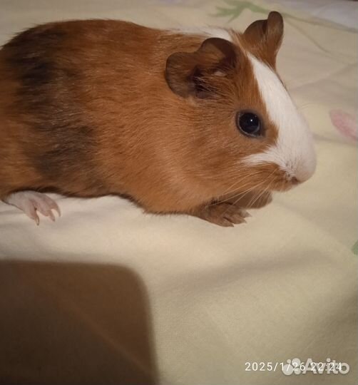 Морская свинка малыш